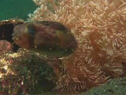 Puffer fish by anemone, exits coconut shelter, Indonesia  Stock Footage