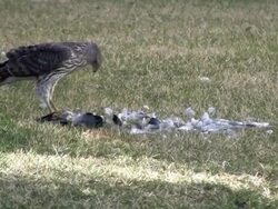 Hawk Survival Stock Footage
