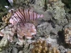 Crustacean crawls on sea bed coral whilst a lion fish passes by Stock Footage
