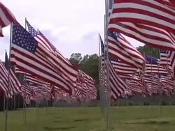 Field of Flags Stock Footage
