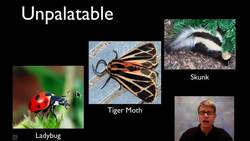 Aposematic Coloration Instructional Video