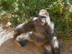 Gorilla opens mouth Stock Footage