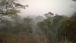 Fog settles in a forest. Stock Footage