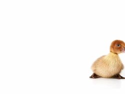 Duckling Stock Footage