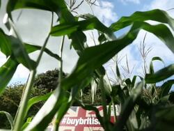 Views Of British Farming Stock Footage