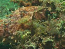 Burr fish, camouflage in coral, close up, Indonesia  Stock Footage
