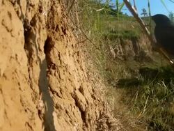 European starling (Sturnus vulgaris) Stock Footage