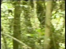 Milne-Edward's Sifaka Propithecus diadema edwardsi Ranomafana National Park Stock Footage