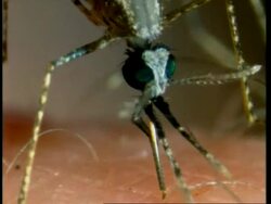BCU Anopholes mosquito feeding on human Stock Footage