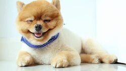 pomeranian dog sleeping Stock Footage