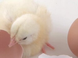 Newly born chick Stock Footage