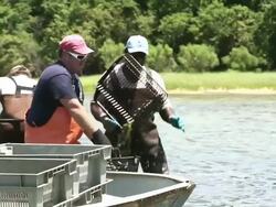 MS PAN Group of  Watermen Harvesting Clams in Shallow Water / Oyster, Virginia, USA Stock Footage