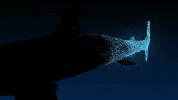 Shark research Stock Footage