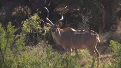 A gazelle feeds on leaves off a tree. Stock Footage