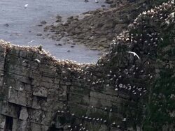 BEMPTON CLIFFS Stock Footage