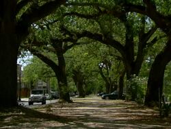 MS View Tree lined street / New Orleans, Louisiana, United States Stock Footage