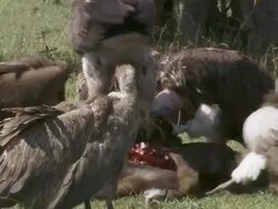 CU Vultures eating dead animal / Tanzania Stock Footage