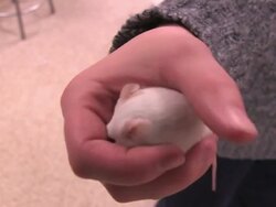 White Lab Mouse in Laboratory HD Stock Footage