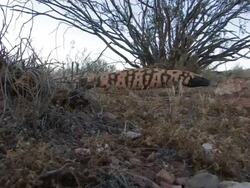 MS Gila Monster (Heloderma suspectum) walks through frame left to right. /Utah, USA Stock Footage