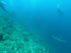 Grey reef shark comes in to bait, tourists watch, Fiji, South Pacific  Stock Footage