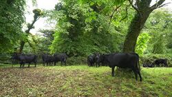 Kerry Cattles Grazing In Killarney National Park Stock Footage