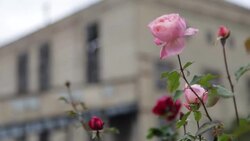 Flowers in Luhansk power station Stock Footage