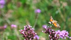 Beautiful pink bunch flowers on green grass Stock Footage