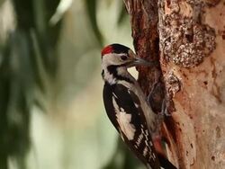 Syrian Woodpecker (Dendrocopos syriacus) feeding chicks in the nest Stock Footage