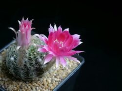 Cactus flowers blooming timelapse isolate. Stock Footage