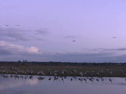European Cranes (Grus grus) at water's edge and in flight over lake, North East Extremadura in Dehesa. Stock Footage