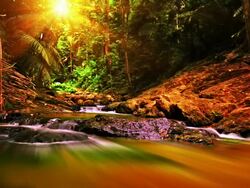 Forest river. Stock Footage