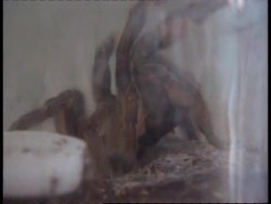 South Africa - Insect Display News Clip