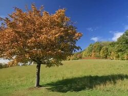 Autumn landscape Stock Footage