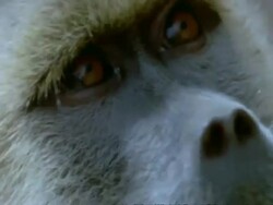 CU Yellow Baboon, Papio cynocephalus, eyes, Tanzania Stock Footage
