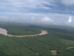 Aerial palm oil plantation, Maliau Basin, Sabah, Malaysia, Borneo Stock Footage