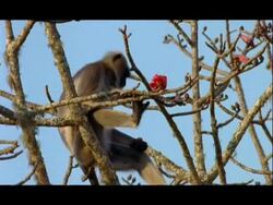 MS Langur Monkey, eating red flowers from red silk cotton tree, Nagarahole National Park, India Stock Footage