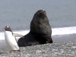 MS Fur seal on sea shore and penguin walking AUDIO / Gold Harbour, South Georgia, Antarctica Stock Footage
