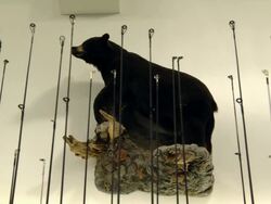 Fishing rods aligned next to each other in a store Stock Footage