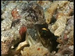 Gold-spec Jawfish with eggs in mouth, head emerges from hole in reef, Mabul, Borneo, Malaysia Stock Footage