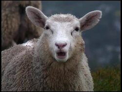 Sheep Staring At Camera And Chewing Stock Footage