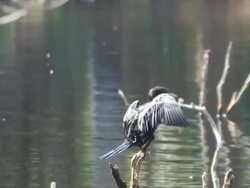 Little Cormorant standing on log Stock Footage