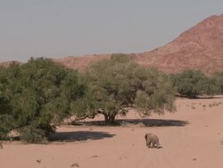 Desert Elephant (Loxodonta africana) in habitat, wide, Ugab River Basin, Namibia: desert-dwelling population of African Bush Elephant though not distinct subspecies Stock Footage