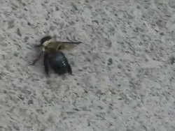 Bee Video Stock Footage