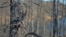 Forest in spring Stock Footage