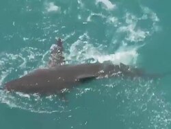 MS TS Shot of Shark surfacing to bite at bait while divers watch from cage / Cape Town, Western Cape, South Africa Stock Footage