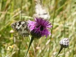 Marble white butterflies on flower HD Stock Footage