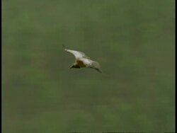 Indian Vulture (Gyps indicus) gliding over forest, Bandhavgarh National Park, India Stock Footage