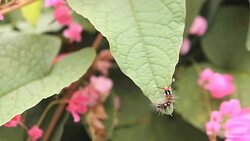 Worm on a green leaf Stock Footage