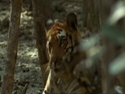 MCU Bengal tiger lying in mangrove swamp, shakes flies from face and yawns, India Stock Footage