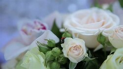 ladybug on flowers Stock Footage